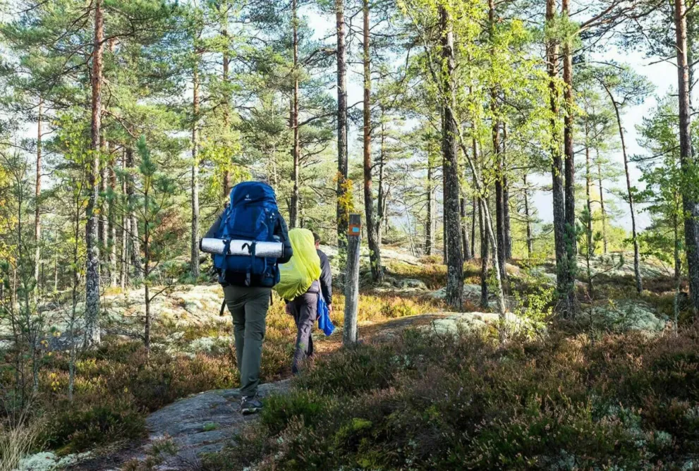 Gruppe mit Rucksäcken auf einer Trekkingtour durch einen Kiefernwald in Schweden